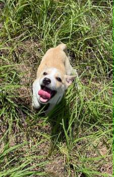 Tiny Daisy -  Australian Cattle Dog Blue Heeler and Australian Shepherd Dog Available for Adoption in Sadler, Texas - Tiny Daisy | PetCurious