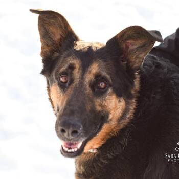 Mixed Breed Dogs Available for Adoption - Shadow | PetCurious