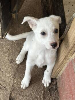 Siberian Husky and Labrador Retriever Dogs Available for Adoption in Magnolia, Texas - Charlie | PetCurious