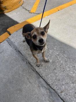 Rat Terrier and Chihuahua Dogs Available for Adoption in Doral, Florida - NEGRITA | PetCurious