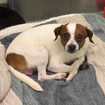 Jack Russell Terrier and Chihuahua Dogs Available for Adoption in West Palm Beach, Florida - Julian | PetCurious