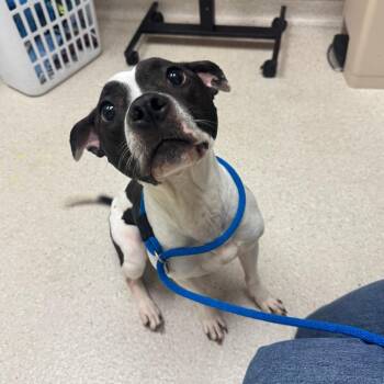 Mixed Breed Dogs Available for Adoption in Murray, Utah - Lulu | PetCurious