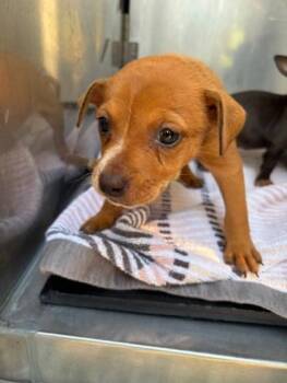 Kono -  Terrier and Mixed Breed Dog for Adoption in Honolulu, Hawaii - Kono | PetCurious