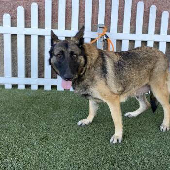 A612051 -  German Shepherd Dog Dog for Adoption in Modesto, California - A612051 | PetCurious