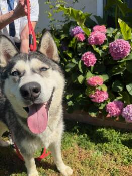 Husky Dogs Available for Adoption in Santa Monica, California - Damian | PetCurious
