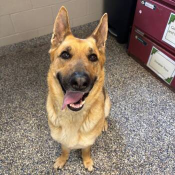 Lacey -  German Shepherd Dog Dog for Adoption in Fairport, New York - Lacey | PetCurious