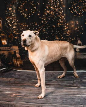 Rescue Mixed Breed Dogs for Adoption in Sullivan, Indiana - Eeny | PetCurious