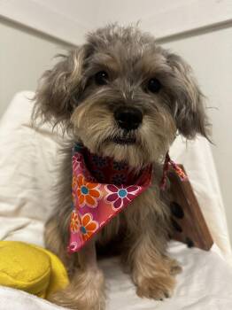 Diggi -  Yorkshire Terrier and Shih Tzu Dog for Adoption in Sanford, Florida - Diggi | PetCurious