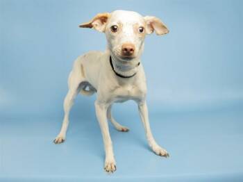 FRECKLES -  Chihuahua Dog for Adoption in Phoenix, Arizona - FRECKLES | PetCurious