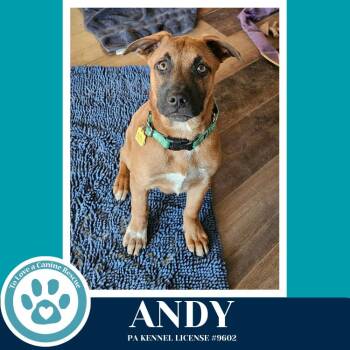 Belgian Shepherd Malinois Dogs Available for Adoption - Andy ("A" Belgians) 031426 | PetCurious