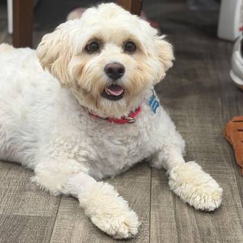 Gilly -  Cockapoo Dog for Adoption in Mahwah, New Jersey - Gilly | PetCurious