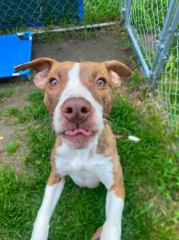 Sammie -  Mixed Breed Dog for Adoption in Hobart, Indiana - Sammie | PetCurious