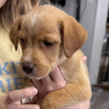 Polly Pocket -  Mixed Breed Dog for Adoption in Rockville, Maryland - Polly Pocket | PetCurious