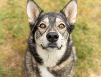 Dani -  Mixed Breed Dog Available for Adoption in Durham, North Carolina - Dani | PetCurious