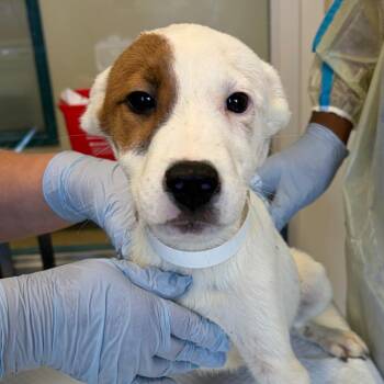 Claymore -  Pit Bull Terrier and Mixed Breed Dog for Adoption in Nashville, Tennessee - Claymore | PetCurious