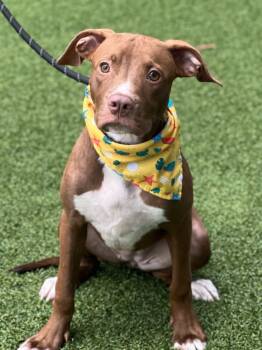 Rescue Terrier Dogs for Adoption in Hartsville, South Carolina - Ginger | PetCurious