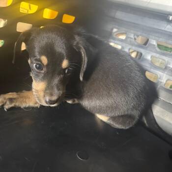 Muppet -  Terrier Dog for Adoption in Birmingham, Alabama - Muppet | PetCurious
