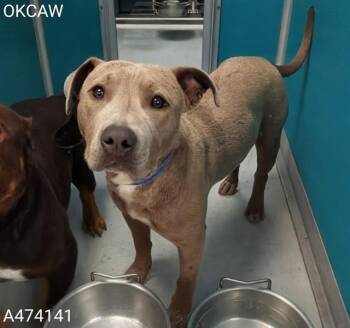 Pit Bull Terrier and Mixed Breed Dogs Available for Adoption in Oklahoma City, Oklahoma - A474141 | PetCurious