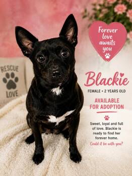 Jack Russell Terrier Dogs Available for Adoption in Cedartown, Georgia - Blackie | PetCurious