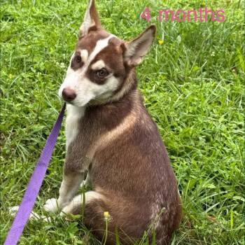 Shadow -  Siberian Husky and Mixed Breed Dog for Adoption in Falls Church, Virginia - Shadow | PetCurious