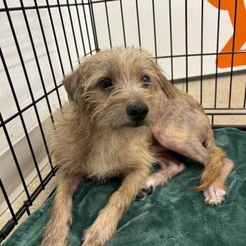 Pepe -  Mixed Breed Dog for Adoption in Bentonville, Arkansas - Pepe | PetCurious