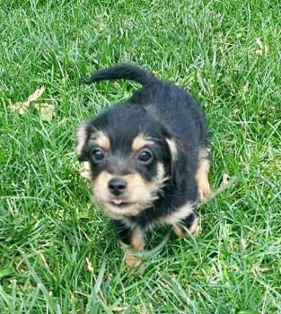 Duke -  Chihuahua and Poodle Dog for Adoption in Omaha, Nebraska - Duke | PetCurious