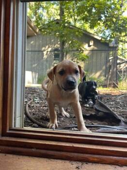 Gold -  Mixed Breed Dog for Adoption in Hobart, Indiana - Gold | PetCurious