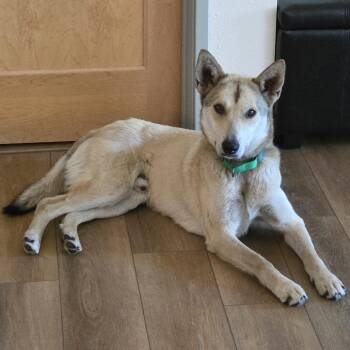 Duffy -  Mixed Breed Dog for Adoption in Buffalo, Minnesota - Duffy | PetCurious