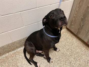 Pit Bull Terrier and Mixed Breed Dogs Available for Adoption in Colorado Springs, Colorado - ODIN | PetCurious