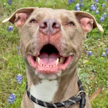 Grey -  Mixed Breed Dog for Adoption in Leander, Texas - Grey | PetCurious