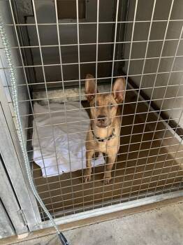 German Shepherd Dog Dogs Available for Adoption in San Jose, California - A1405834 | PetCurious
