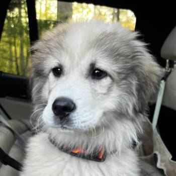 Great Pyrenees Dogs Available for Adoption in Cumming, Georgia - Luce | PetCurious