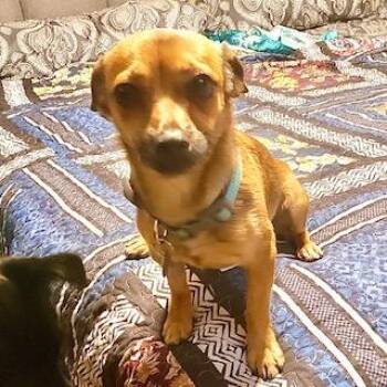 Rescue Chiweenie Dogs for Adoption in Ladson, South Carolina - Laura | PetCurious
