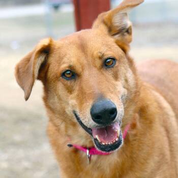 Smooth Collie and Retriever Dogs Available for Adoption - Katie (AO35859) | PetCurious