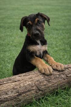 Rique -  Mixed Breed Dog for Adoption in Orlando, Florida - Rique | PetCurious