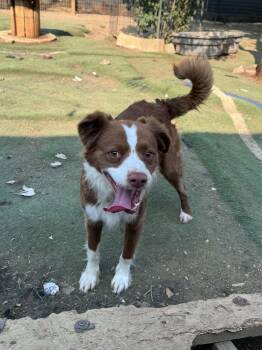 Maple -  Border Collie Dog for Adoption in Bend, Oregon - Maple | PetCurious