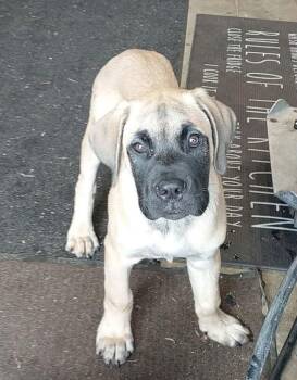 Mastiff Dogs Available for Adoption in Belleville, Michigan - Bubs | PetCurious