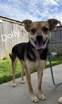 Hound and Shepherd Dogs Available for Adoption in Lexington, Kentucky - Dolly | PetCurious