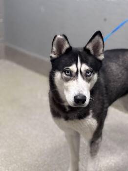 Siberian Husky Dogs Available for Adoption - SUNFLOWER ROSE | PetCurious