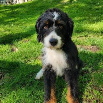 Bernedoodle Dogs Available for Adoption in Schnecksville, Pennsylvania - GRETA | PetCurious