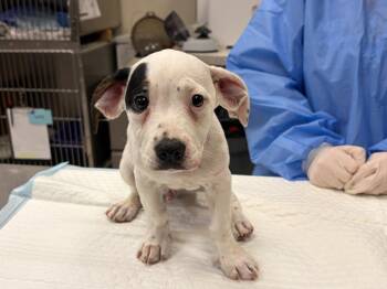 Clifford -  Pit Bull Terrier and Catahoula Leopard Dog Dog for Adoption in Saint Clairsville, Ohio - Clifford | PetCurious