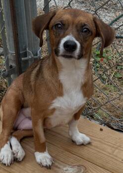 Chihuahua and Beagle Dogs Available for Adoption - Kayla | PetCurious