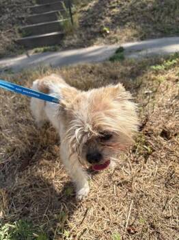 RUMPELSTILTSKIN -  Shih Tzu Dog for Adoption in Minneapolis, Minnesota - RUMPELSTILTSKIN | PetCurious
