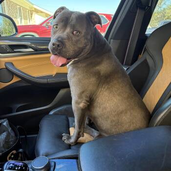 American Staffordshire Terrier Dogs Available for Adoption - Shadow  | PetCurious
