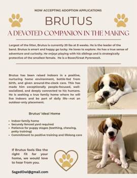 Great Pyrenees and Boxer Dogs Available for Adoption in Pflugerville, Texas - Brutus | PetCurious