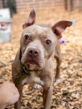 Mixed Breed Dogs Available for Adoption in Chamblee, Georgia - Mica- IN FOSTER | PetCurious