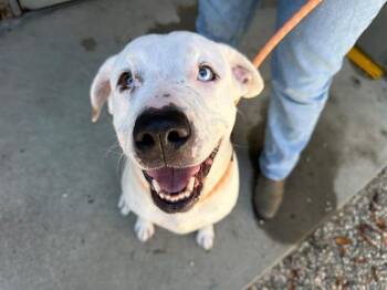 MERCY -  Pit Bull Terrier and Mixed Breed Dog for Adoption in Santa Rosa, California - MERCY | PetCurious