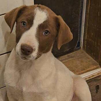 Australian Shepherd and Mixed Breed Dogs Available for Adoption - Coca Cola | PetCurious