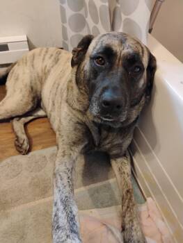 Mama Nova -  Pit Bull Terrier and American Staffordshire Terrier Dog for Adoption in Duluth, Minnesota - Mama Nova | PetCurious