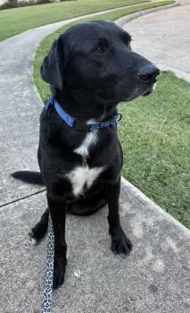 Rescue Labrador Retriever and Pit Bull Terrier Dogs for Adoption in Frisco, Texas - Atlas | PetCurious